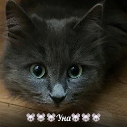 Кошка УНА - фото 5070
