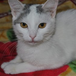 Кошка СИМА - фото 6695