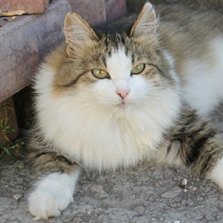 Кошка МИЛУШКА - фото 8478