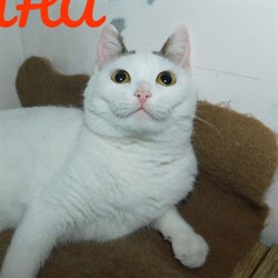 Кошка САФИНА - фото 9122