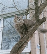 Кошка в красном ошейнике на Рябикова