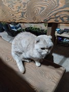 Кот или кошка в Архангельском