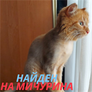 Кот на Мичурина