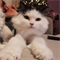 Кошка МИМИ - фото 12646