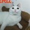 Кошка САФИНА - фото 9122